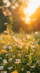 A field filled with blooming daisies under a bright sun in the background, casting a warm glow over the scene. The flowers sway gently in the breeze, creating a serene and natural setting.