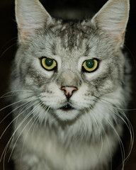 Gray Cat With Green Eyes Staring at Camera