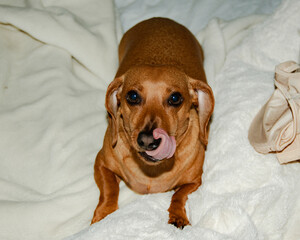 Adoptable Dachshund Dog Lounging on Bed