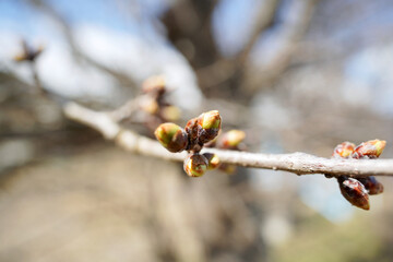 咲き始めたサクラの蕾