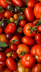 harvest ripe tomatoes of different sizes and varieties. red tomatoes as a background. vertical frame.