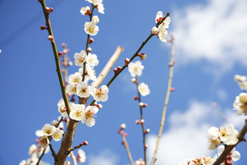 花、梅、早春、植物、ウメ、春、梅の花、自然、白梅、うめ、花びら、風景、満開、屋外、枝、白色、木、日本、晴れ