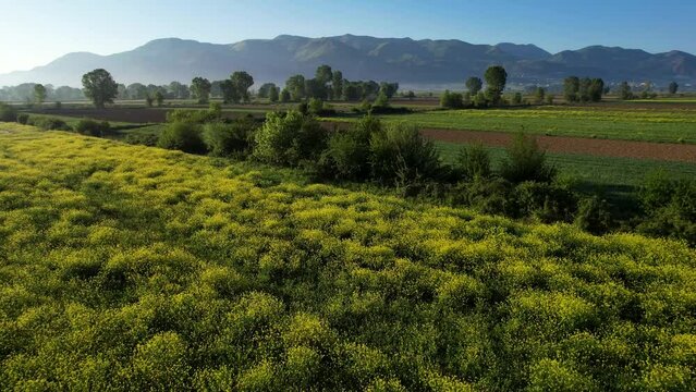Spring Morning Vibrant Fields with Agricultural Parcels, Blooming Flowers, and Lush Green Trees, Colorful Landscape