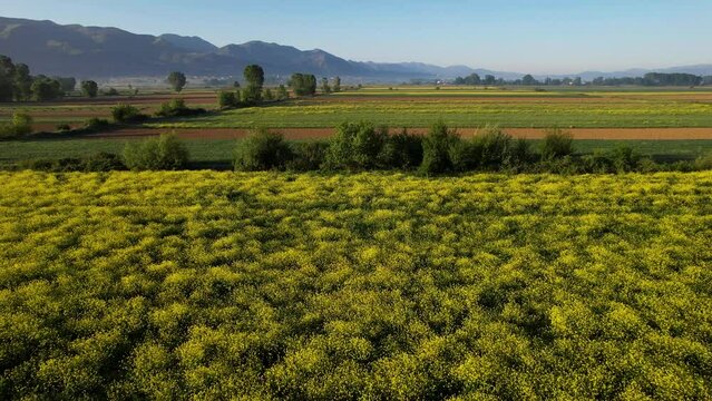 Vibrant Yellow Flowers and Colorful Background of Agricultural Parcels on Field as Sunrise Casts its Golden Glow