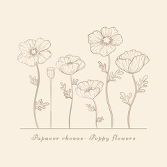 Hand drawn poppy flowers set. Vintage Poppies plant flower line art. Papaver rhoeas, Common poppy plant