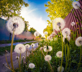 Dandelion Seeds (Taraxacum officinale) flowers on the side of the road. Incredible spring scene of...