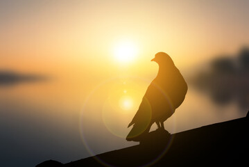 A silhouette couple pigeon sunset time blur background