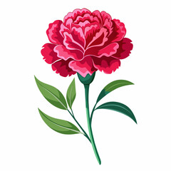 Carnation Flower Vector illustration 