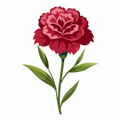 Carnation Flower Vector illustration 