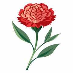 Carnation Flower Vector illustration 