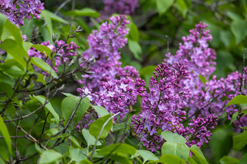 Full frame abstract texture background of flower blossoms and buds on a Persian lilac bush (syringa persica)