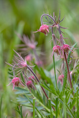 Full frame abstract texture background of budding red flower blossoms on a perennial prairie smoke (geum triflorum) plant