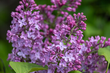 Full frame abstract texture background of flower blossoms and buds on a Persian lilac bush (syringa persica)