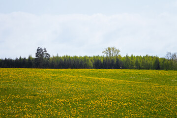 Obraz premium Field of Yellow Flowers