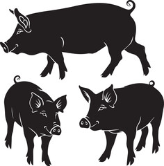 black and white pig