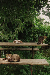 A domestic cats is laying on a old wooden table against a background of green plants. A non-pedigreed cat, circles in blurred background, looks at the camera. A pet in nature. The village, the park