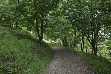road in the forest