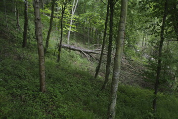 Fallen tree in the forest