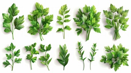 Various types of parsley leaves on a white background.