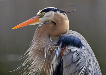 Great blue heron portrait into the swamp, Quebec, Canada