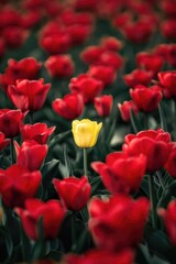 Fototapeta premium Single yellow tulip standing out in a field of red tulips.