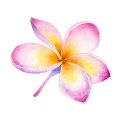 Hand drawn watercolor Plumeria Flower isolated on a white background.