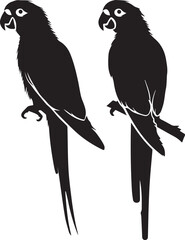 Fototapeta premium black and white birds on a branch