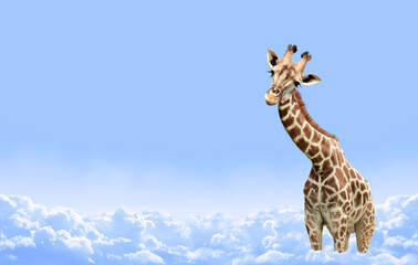 Cute curiosity giraffe on sky landscape background. The giraffe looks interested. Animal stares interestedly. Beautiful scenic with giraffe in the clouds. Copy space for text