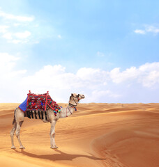 Camel in a colorful horse-clothes in desert with red sand dunes. Beautiful landscape with sand dunes in desert, blue sky and dromedary (arabian camel)