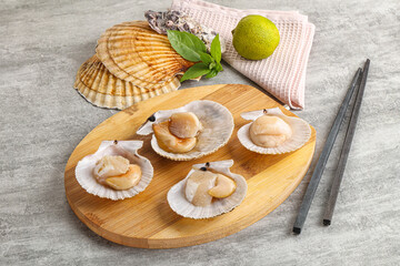 Raw natural scallop in its shell