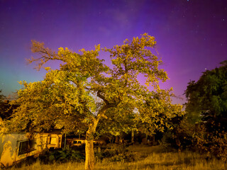 tree in the aurora night