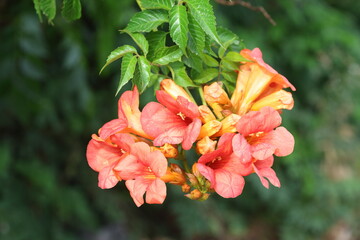 chinese trumpet vine flowers in spring	
