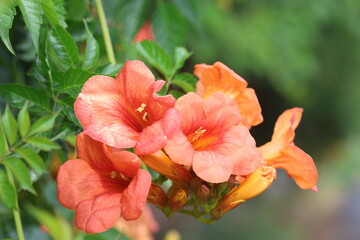 chinese trumpet vine flowers in spring	
