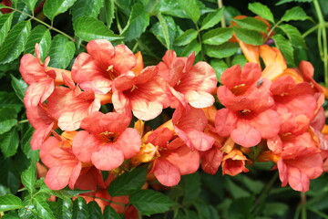 chinese trumpet vine flowers in spring 
