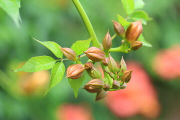 buds of chinese trumpet vine in spring	