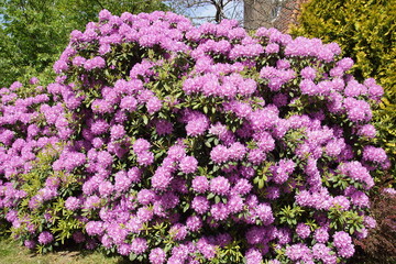 Large, pink flowering Rhododendron. Shrub in the heath family (Ericaceae). Dutch garden. Spring, May, Netherlands