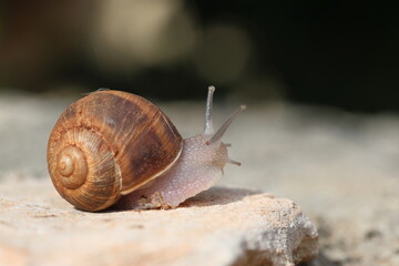 a snail crawling on the stone