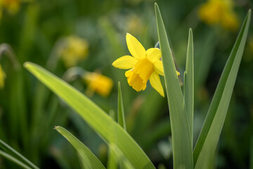 Obraz premium Beautiful yellow blooming narcissus in the park on a flowerbed closeup 
