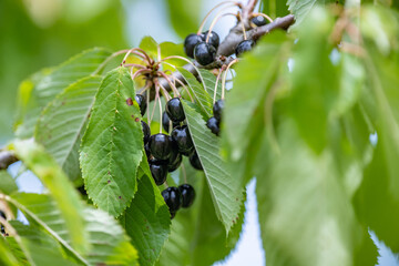 A shot of black cherries in the tree. Sweet cherries in an agricultural farm. Possible to get them before birds eat them.