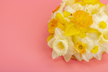 Festive spring composition with assorted blooming narcissus and homemade wicker basket