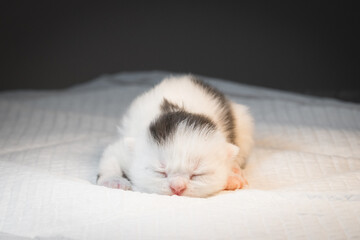 A newborn gray and white kitten has not yet opened its eyes. sleeping on white cloth.
