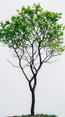 Fototapeta premium Lush Green Thriving Tree Isolated on Transparent Background