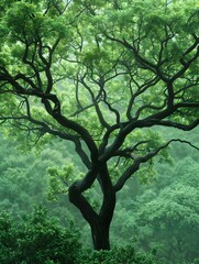 Obraz premium Intricate Arboreal Splendor A Lush Verdant Canopy Showcasing Nature s Unbridled Flourishing