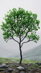 Obraz premium Vibrant Green Foliage of a Thriving Tree Against a Blank Background