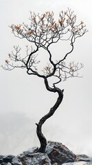 Twisted and Gnarled Tree Stands Solitary Against Moody Monochrome Background