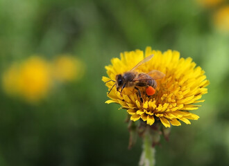 Concept, spring collection of nectar and pollen by a honey bee for subsequent preparation of honey. The bee, like a workaholic, works tirelessly. The bee finds a honey flower, collecting nectar and po