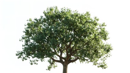 Green Wide Tree Cut Out in 8K Resolution: Realistic Lighting

