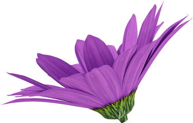 Naklejka premium purple daisy flower