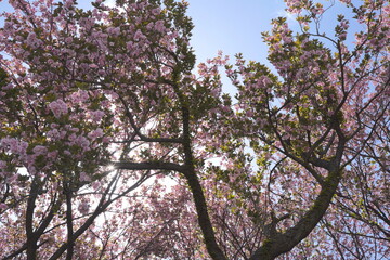 日本、神奈川県、横浜市の菊名桜山公園の八重桜
