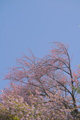 日本、神奈川県、横浜市の菊名桜山公園の八重桜
